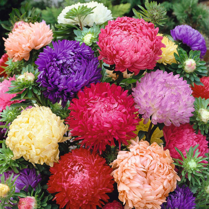 Peony Duchess Mix Aster