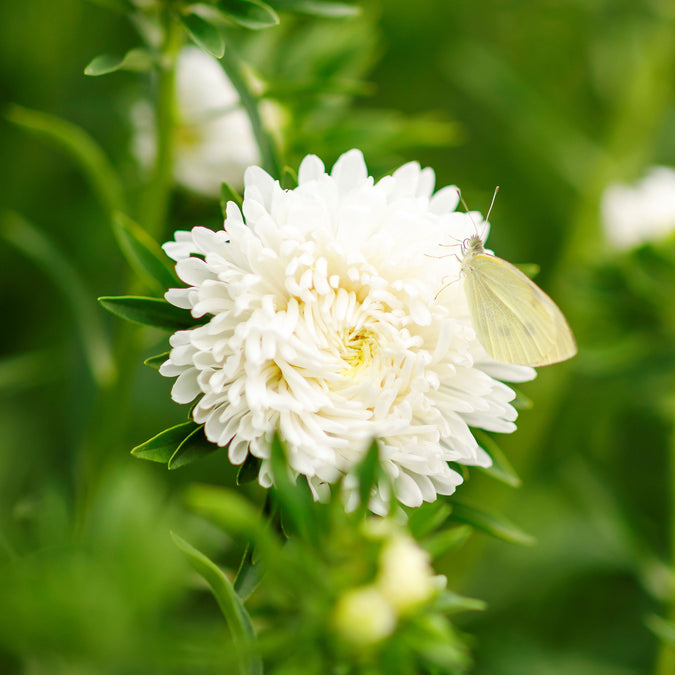 Peony Duchess White Aster