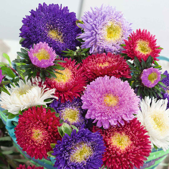 China Aster Seeds - Powderpuff Mix | Flower Seeds in Packets & Bulk ...