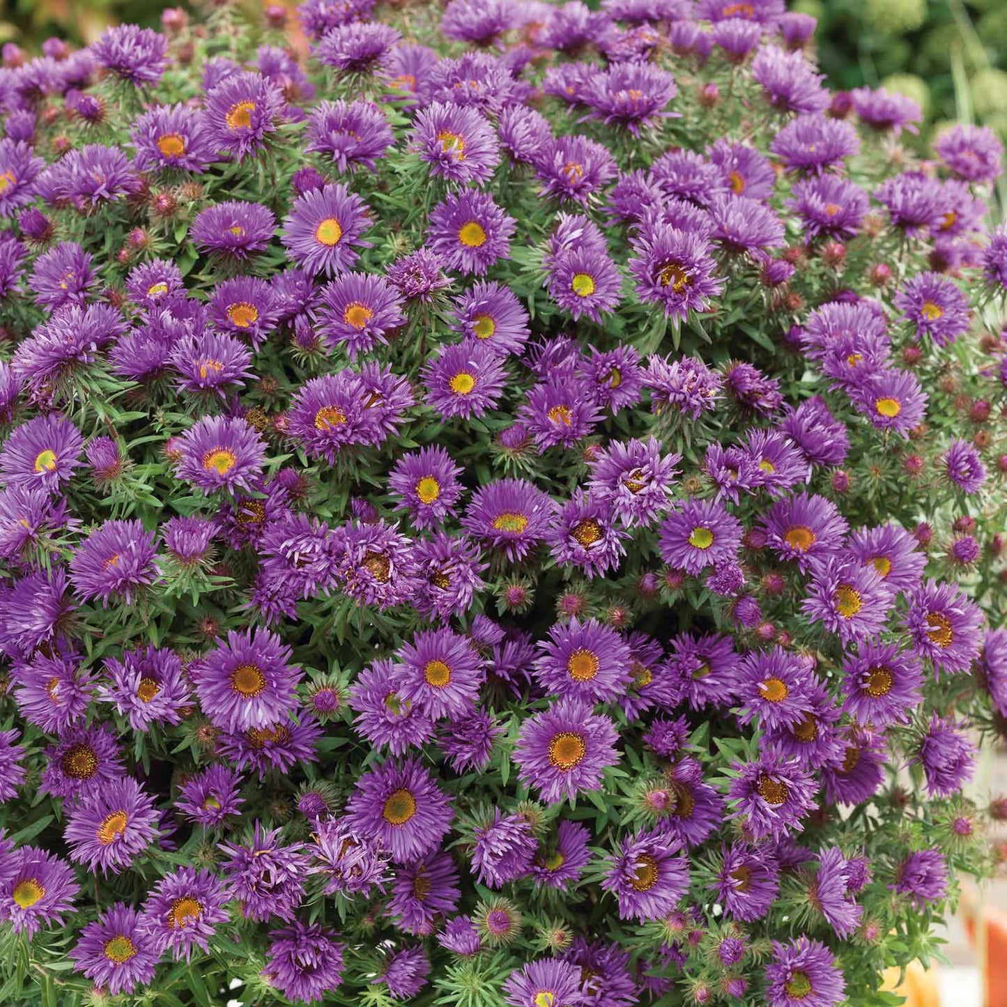 aster purple dome