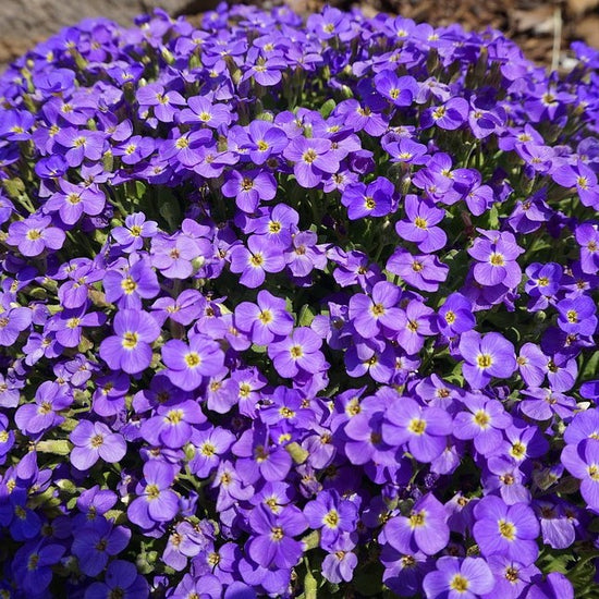 Aubrieta Seeds - Whitewell Gem | Flower Seeds in Packets & Bulk | Eden ...