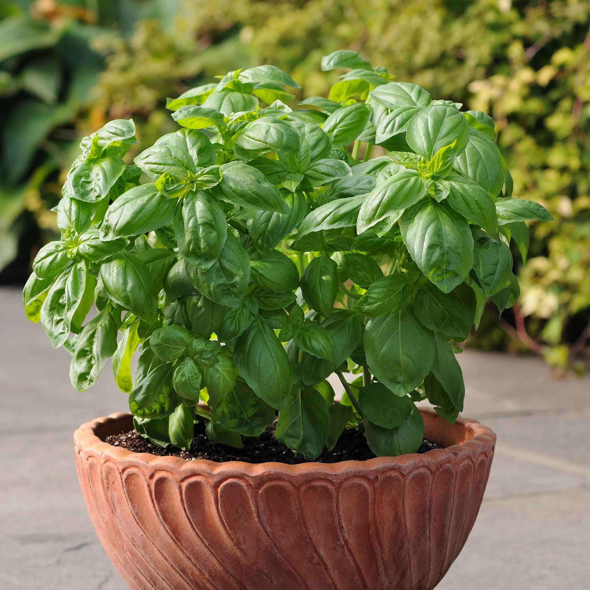 Basil Seeds Dolce Fresca Herb Seeds in Packets Bulk Eden