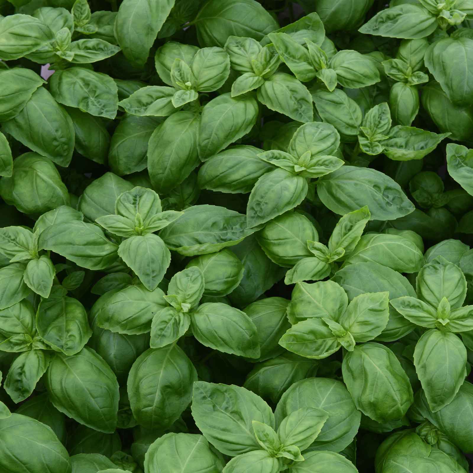 Basil Seeds Dolce Fresca Herb Seeds in Packets Bulk Eden