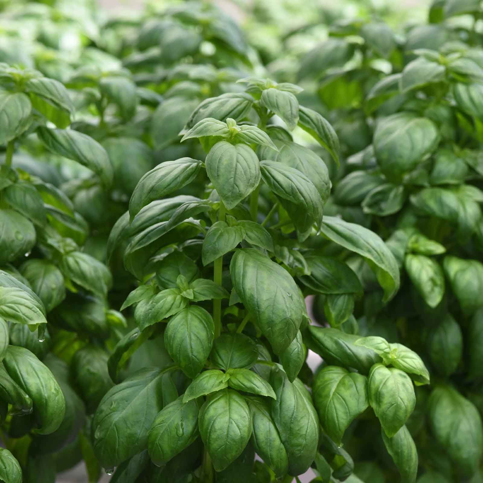 Basil Seeds Everleaf Emerald Tower Herb Seeds in Packets