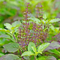 Basil Seeds - Holy | Herb Seeds in Packets & Bulk | Eden Brothers