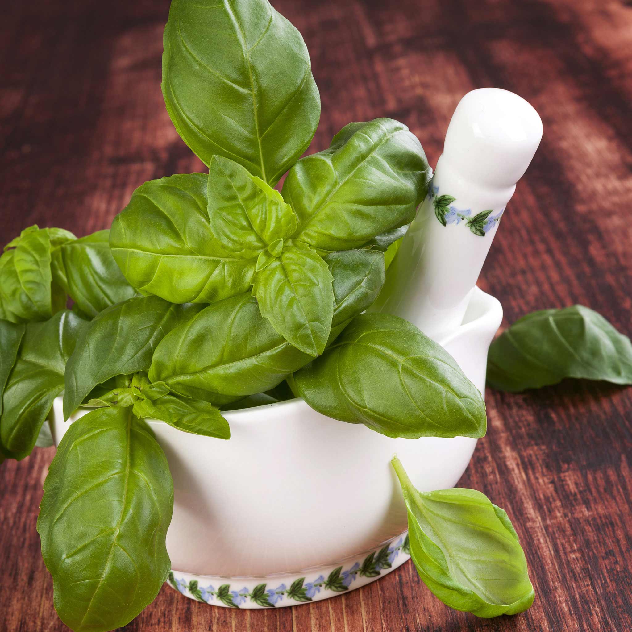 Basil Seeds Organic Genovese