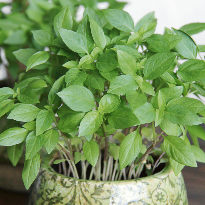 Organic Thai Basil