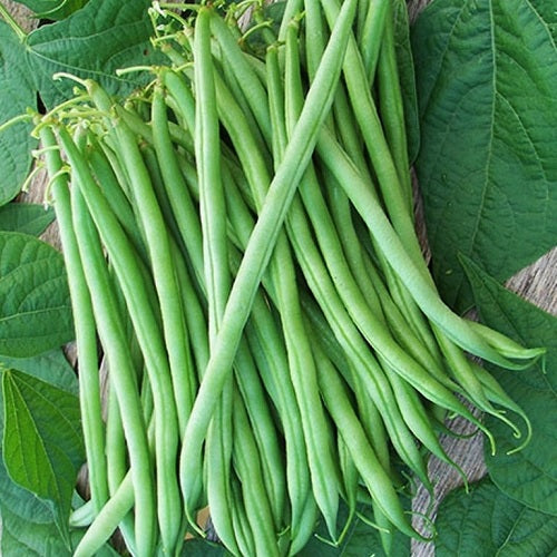 Bean Seeds - Burpee Stringless | Vegetable Seeds in Packets & Bulk ...