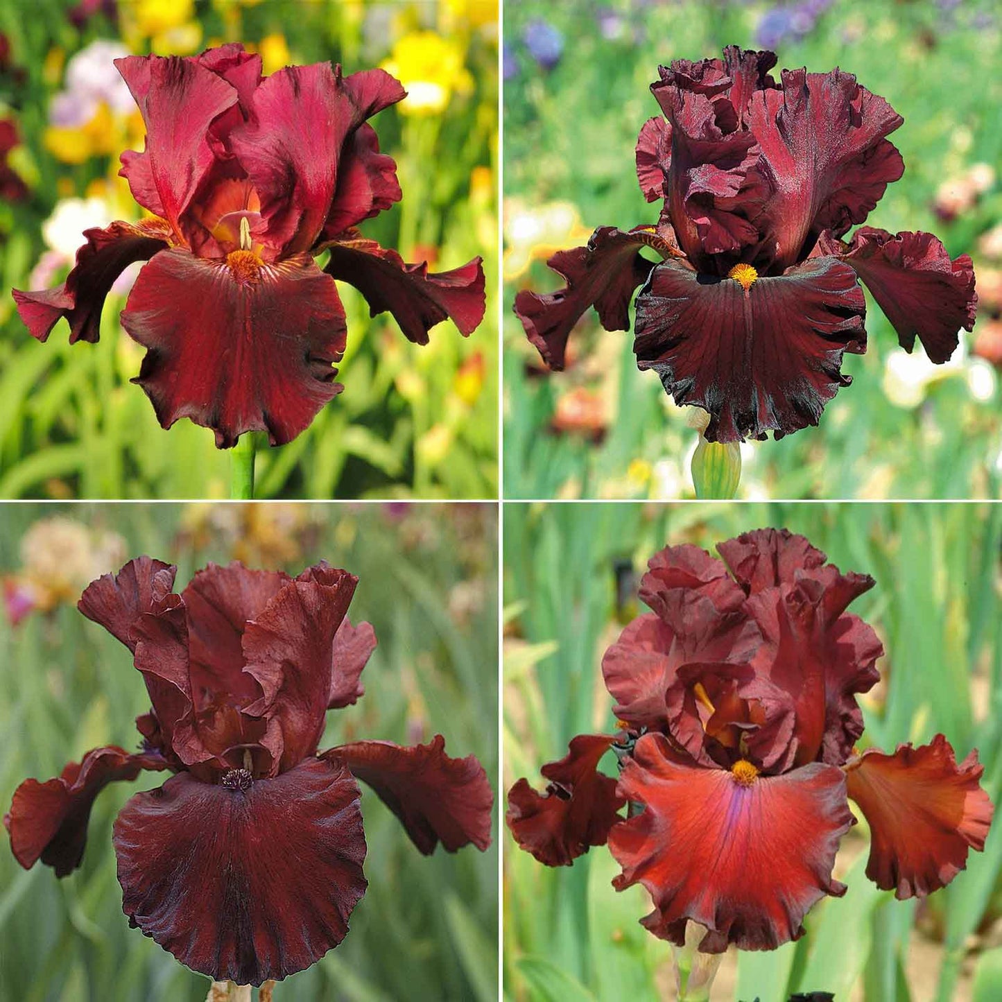 bearded iris - 45 days of red bloom