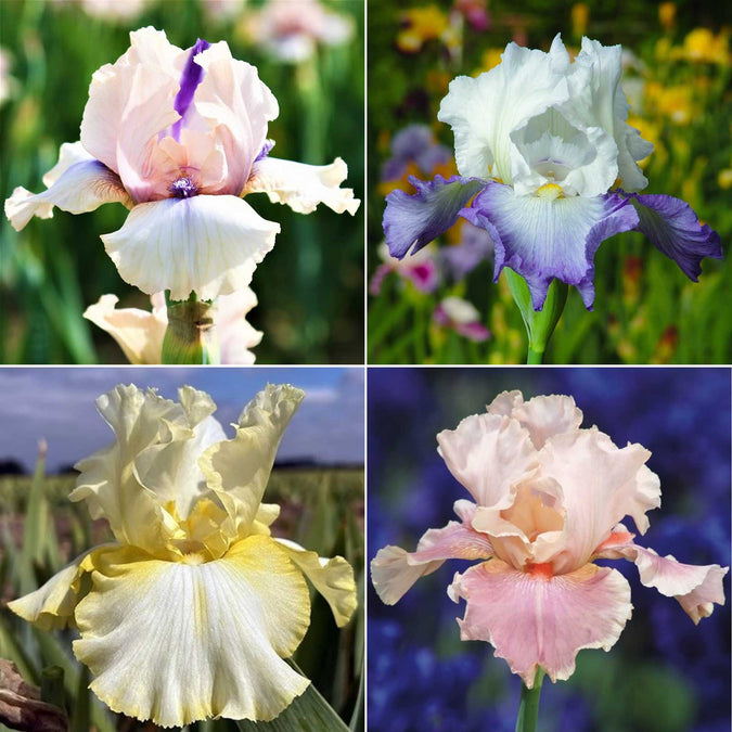 re-blooming bearded iris - pastel mix