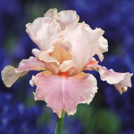 re-blooming bearded iris - pastel mix