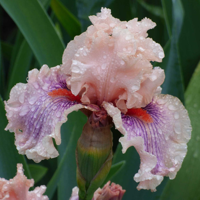 bearded iris - pink mix