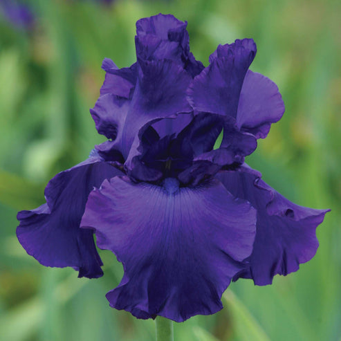 Bearded Iris - Titan's Glory | Fall Flower Bulbs | Eden Brothers