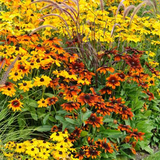 black eyed susan rustic mix