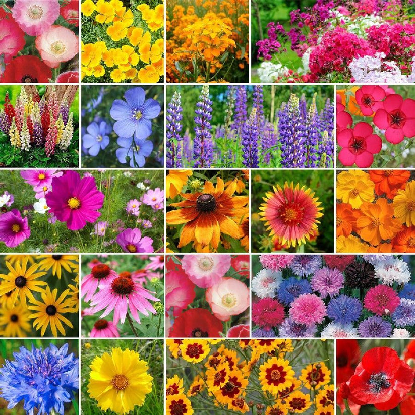 Burst Of Bloom Annual & Perennial Wildflower Seed Mix – Eden Brothers