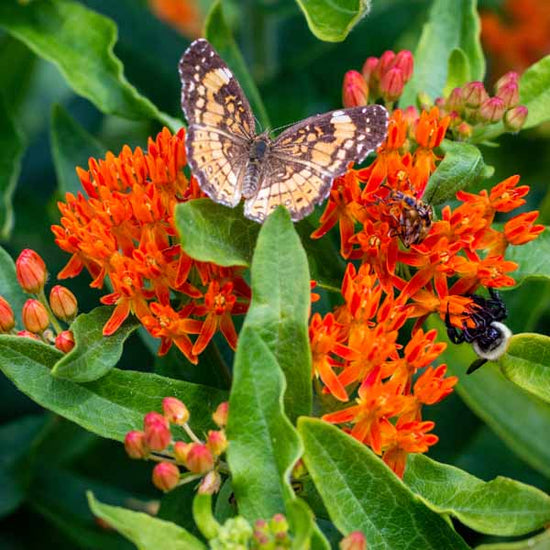 Butterfly Milkweed Roots Spring Flower Bulbs Eden Brothers 2304