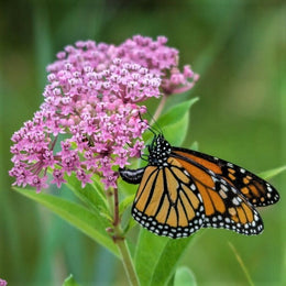 Cinderella Butterfly Milkweed Roots | Spring Flower Bulbs | Eden Brothers