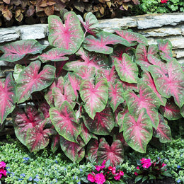 Caladium - Red Flash | Spring Flower Bulbs | Eden Brothers