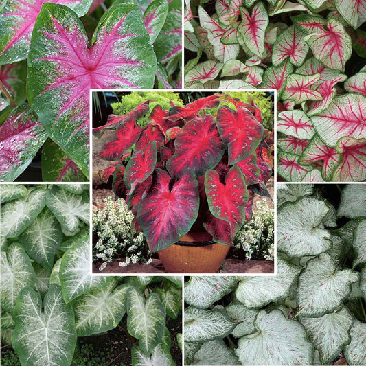 caladium sun tolerant collection