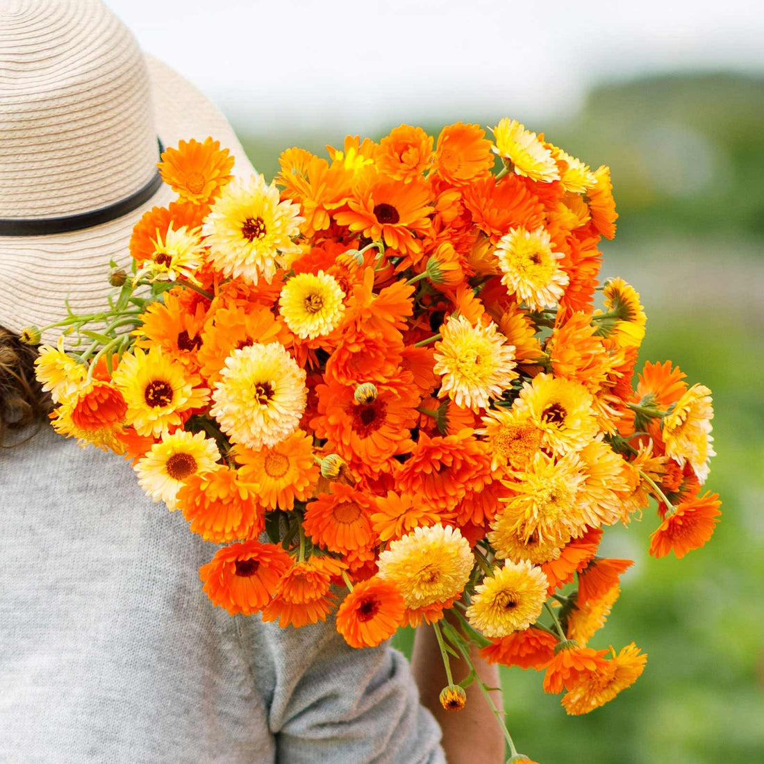 Calendula Seeds - Pacific Beauty Mix | Flower Seeds in Packets & Bulk ...