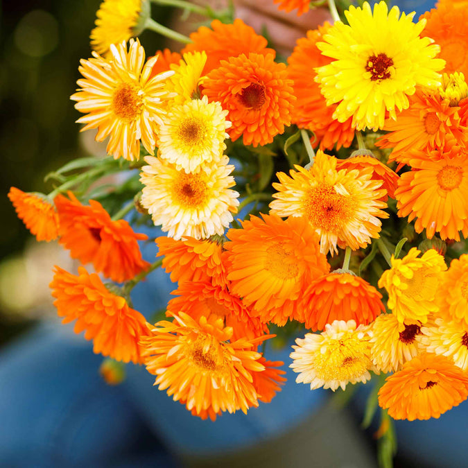 Pacific Beauty Mix Calendula