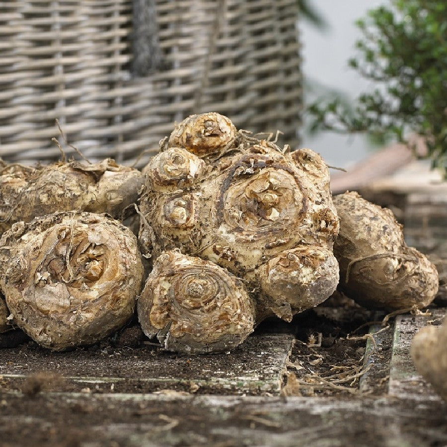 Calla lily store bulbs