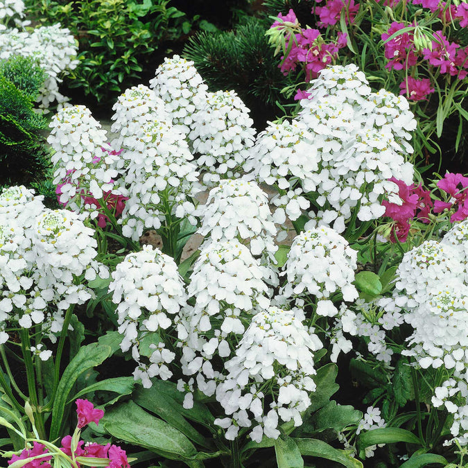 Empress candytuft