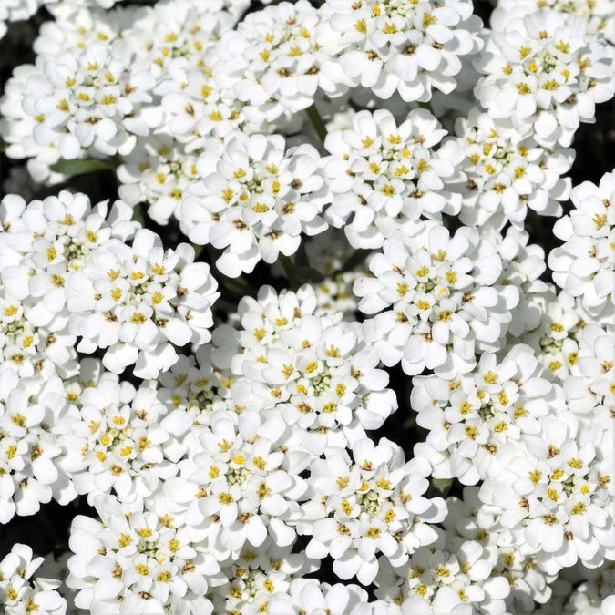 Empress candytuft