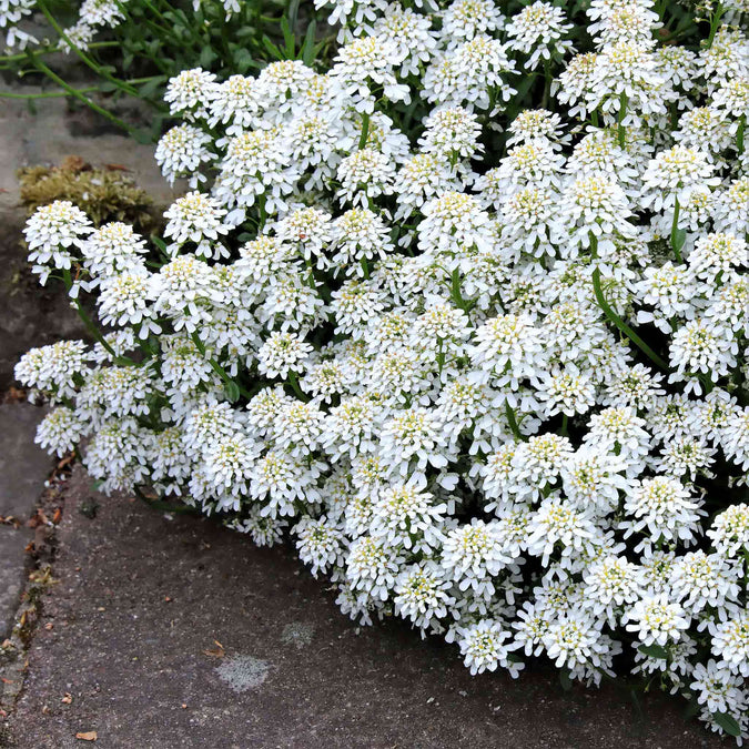 Empress candytuft