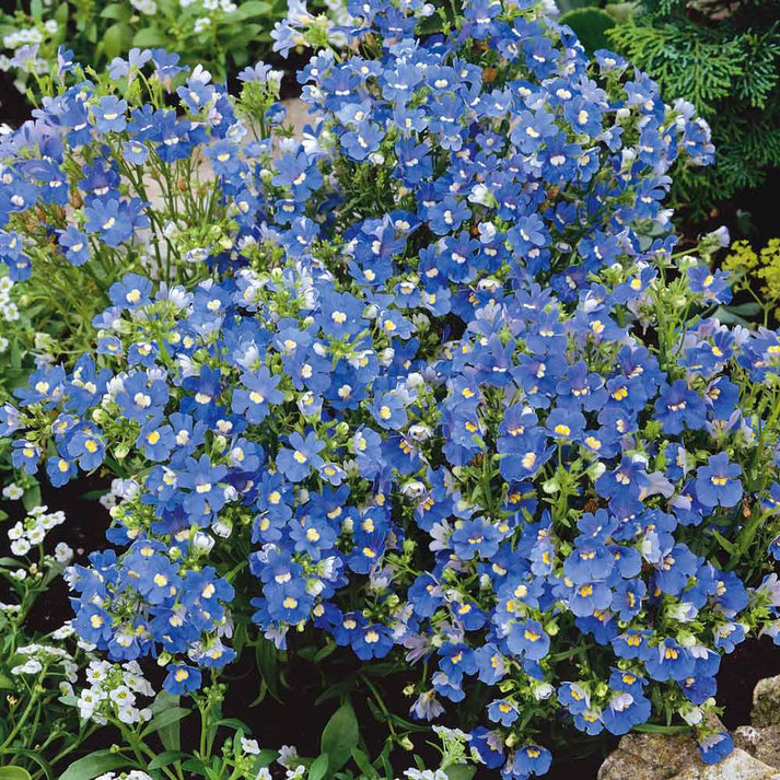 Cape Jewels Seeds - Blue Gem | Flower Seeds in Packets & Bulk | Eden ...