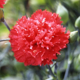 Carnation Seeds | Shop 10 Varieties | Eden Brothers