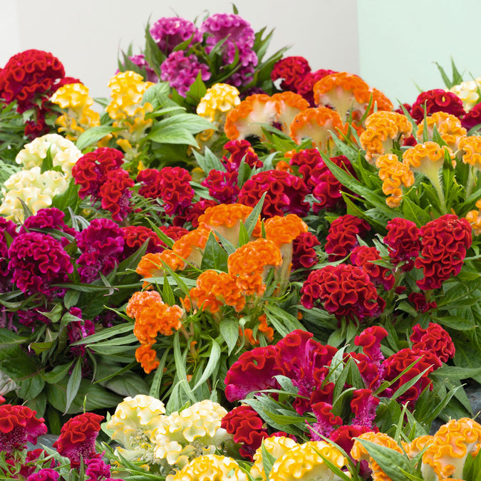 Cristata Mix Celosia