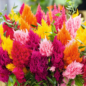 Celosia Seeds | Shop 7 Varieties | Eden Brothers