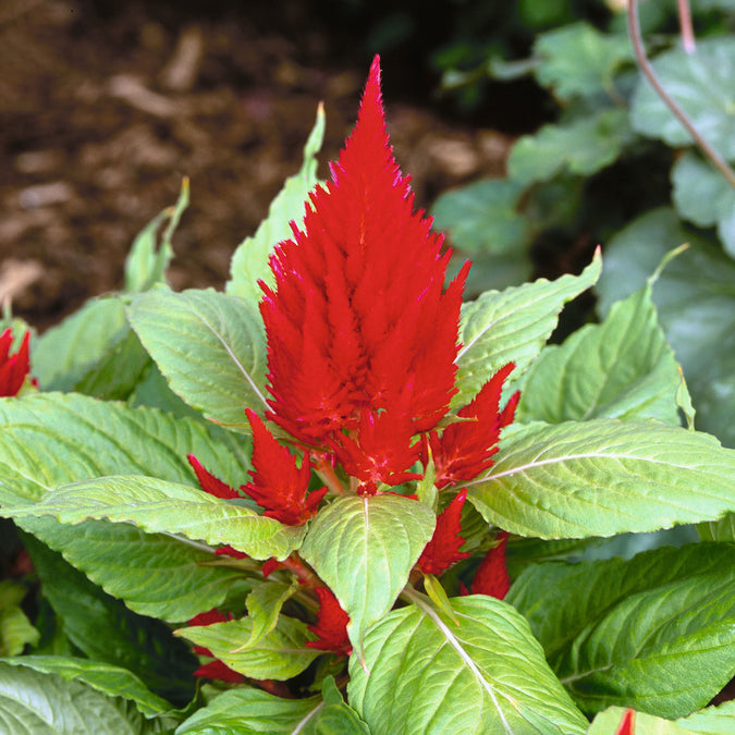 Scarlet Plume Celosia