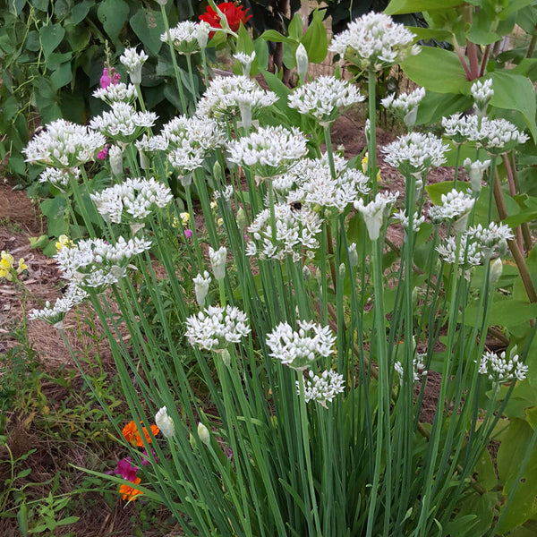 Garlic and Chives – Twice as Tasty