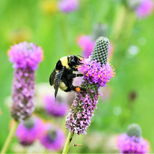 Prairie Clover | Flower Seeds in Packets & Bulk | Eden Brothers