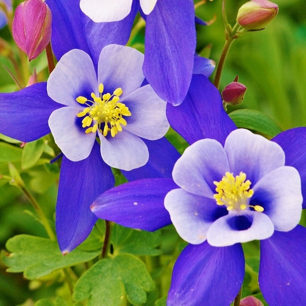 Columbine Seeds - Blue Star | Flower Seeds in Packets & Bulk | Eden ...