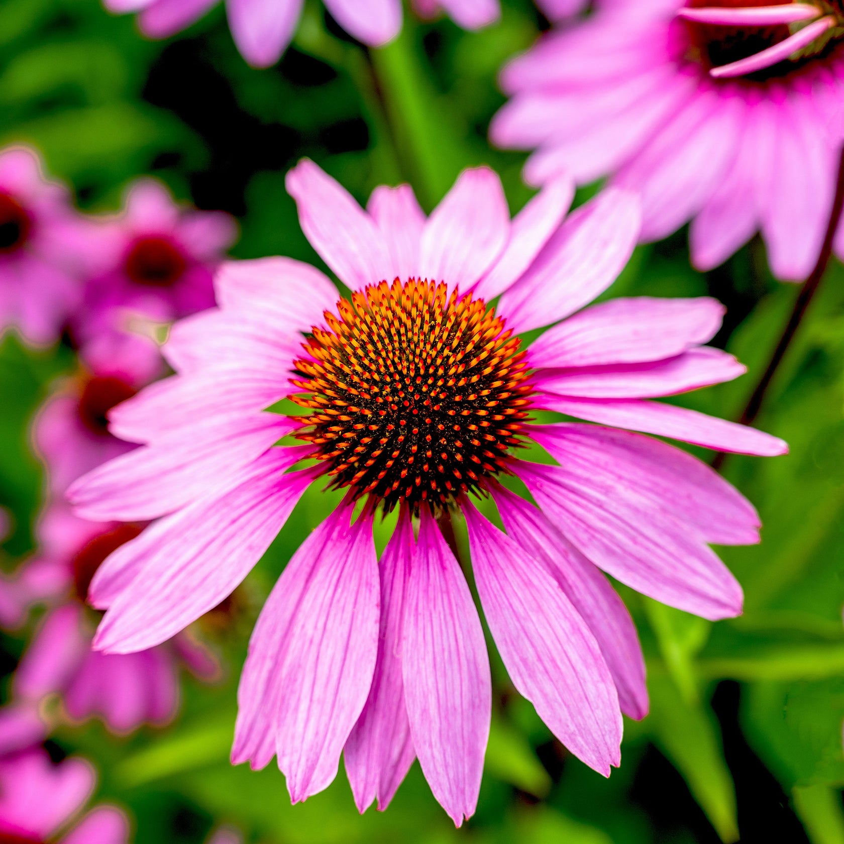 Purple Coneflower Seeds | Flower Seeds in Packets & Bulk | Eden Brothers