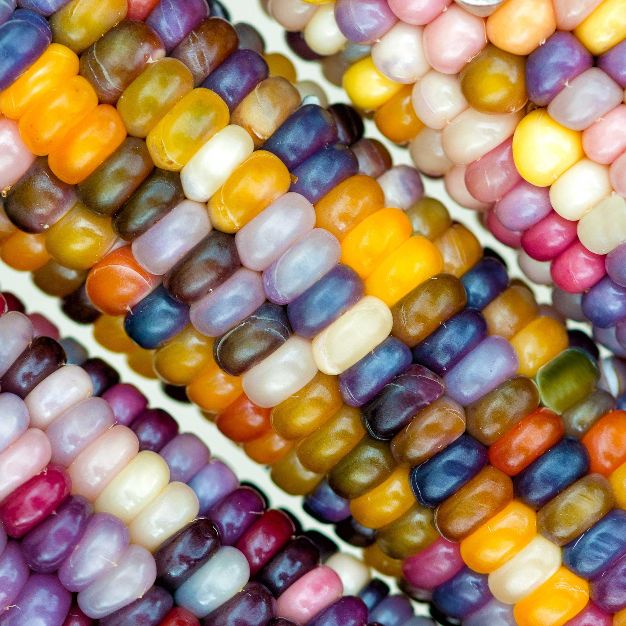 Corn Seeds - Glass Gem | Vegetable Seeds in Packets & Bulk | Eden