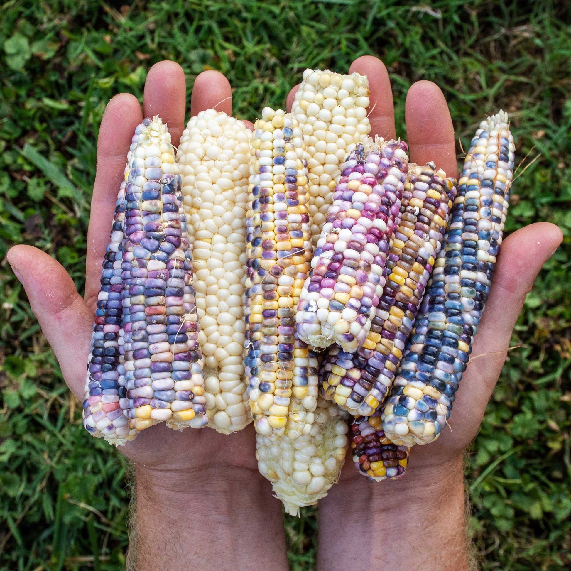 Corn Seeds - Popcorn - Rainbow Jewel