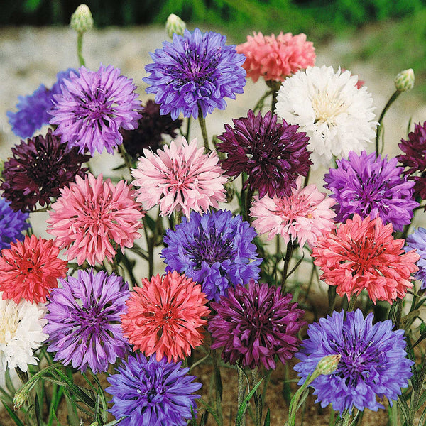 Bachelor's Buttons Seeds Mixed Colors – Hometown Seeds