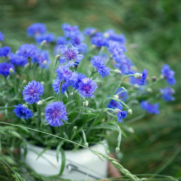 Cornflower / Bachelor Button Seeds - Dwarf Blue - 1/4 Pound, Flower Seeds, Eden Brothers