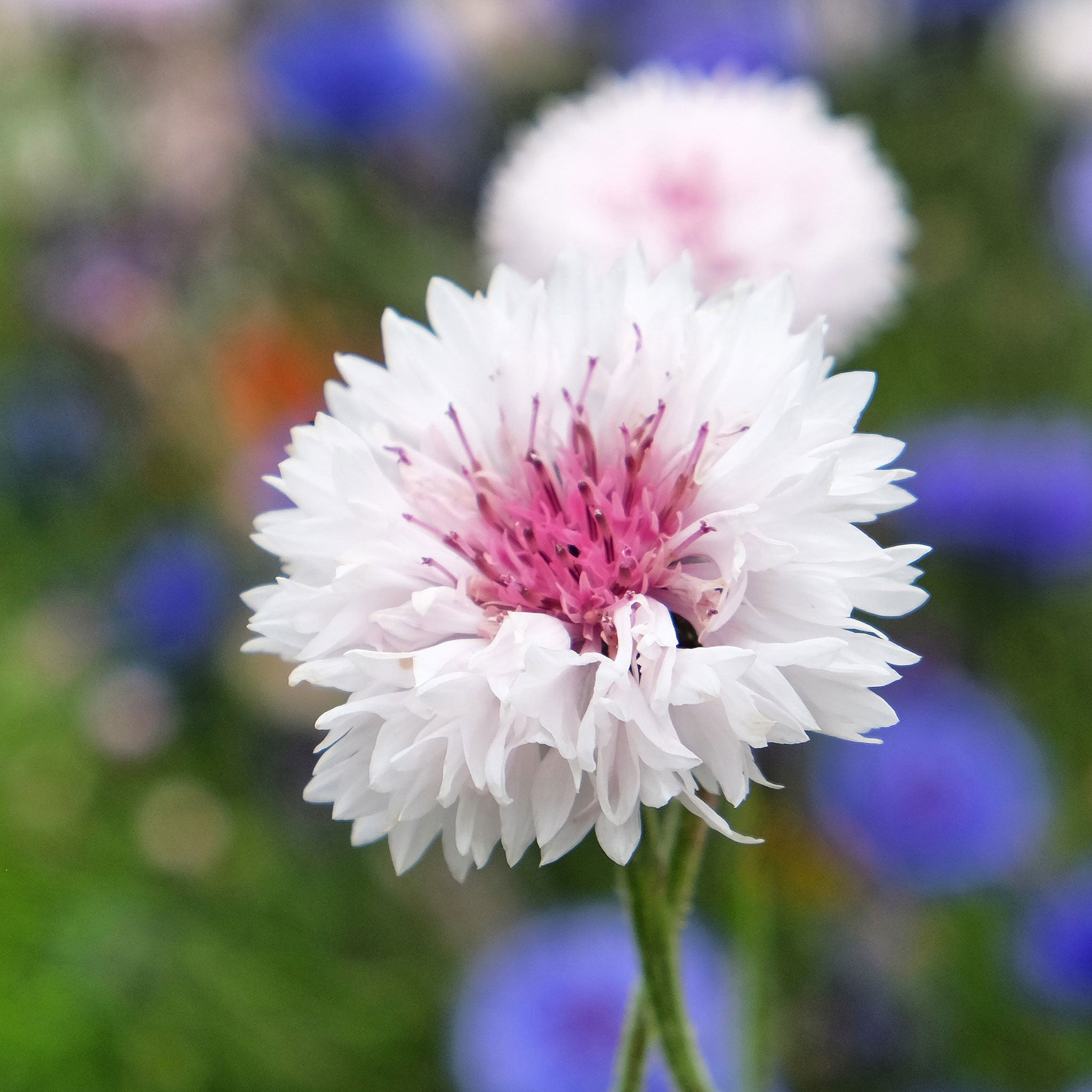 Cornflower Seeds - Tall Pink | Flower Seeds in Packets & Bulk | Eden ...