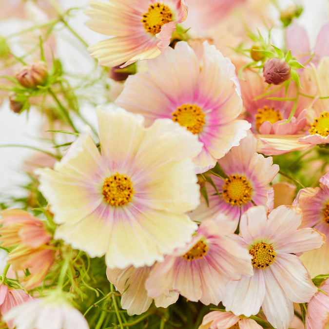 cosmos apricot lemonade