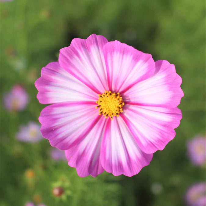 cosmos candystripe 