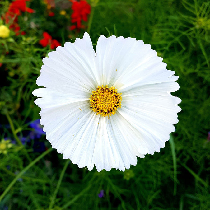 cosmos cupcake white