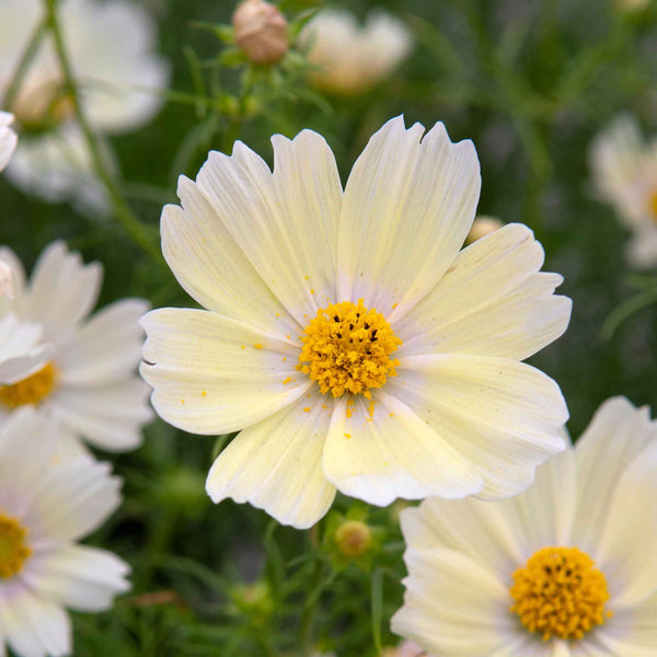 Cosmos Seeds - Lemonade | Flower Seeds in Packets & Bulk | Eden Brothers