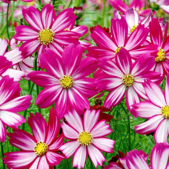 Cosmos Seeds - Red Stripe | Flower Seeds in Packets & Bulk | Eden Brothers