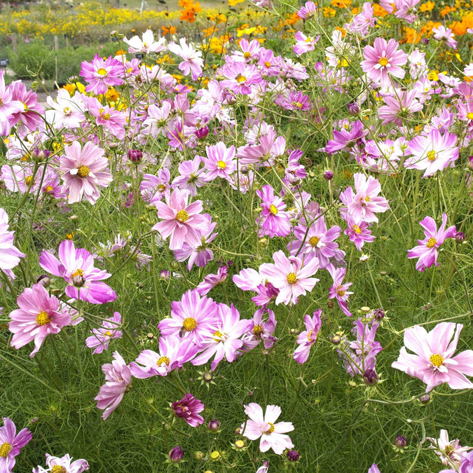 cosmos rosetta