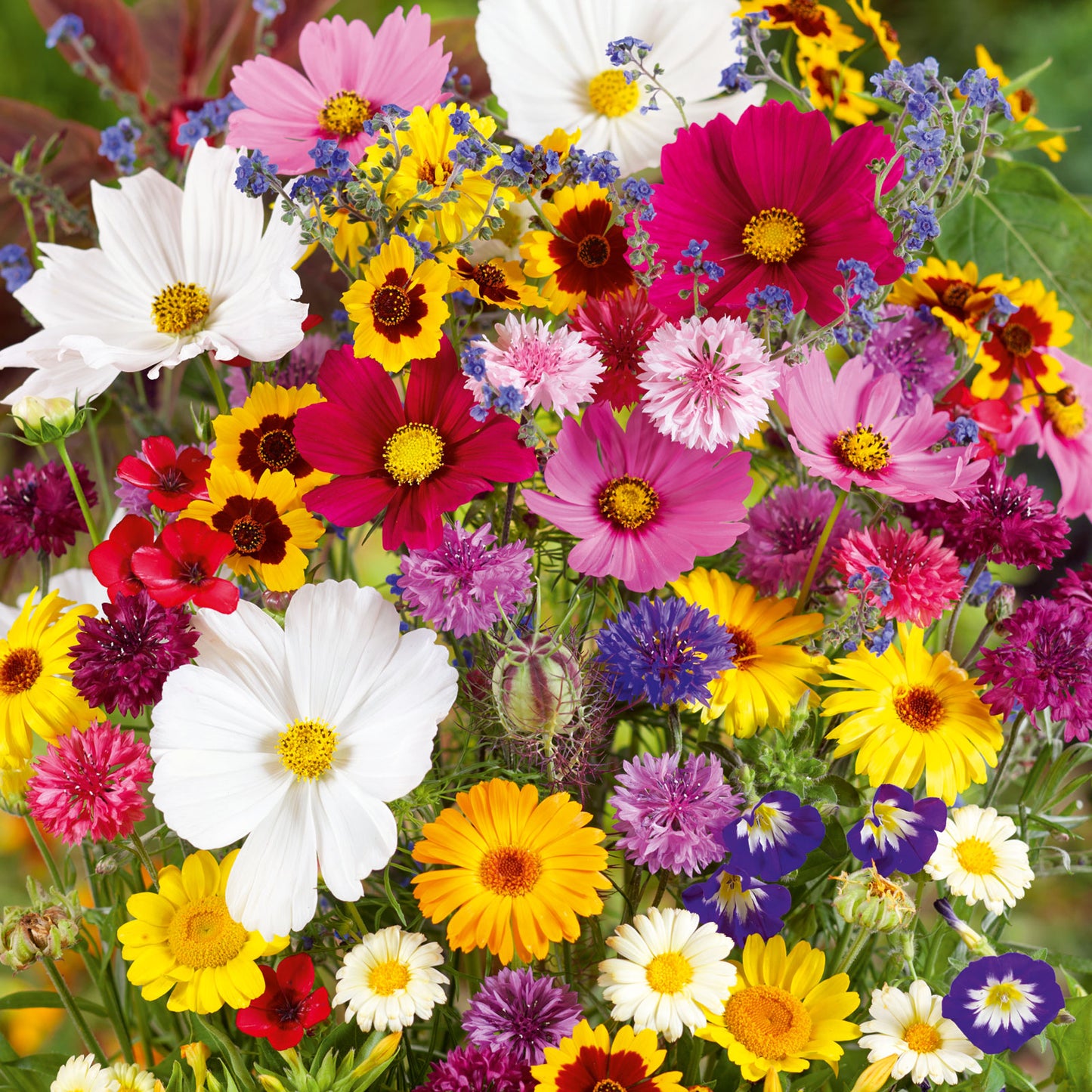 Old Fashioned Flower Garden Mix Seeds Value Size Pack